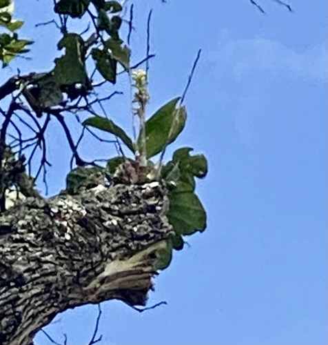Dusted Snout Orchid