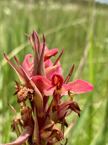 Disa miniata