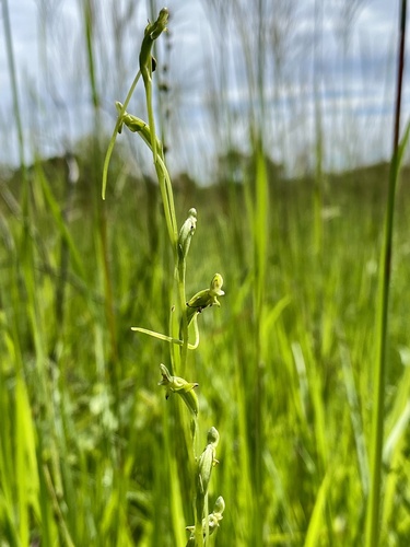 Finehorn Ghost Orchid