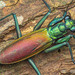 Iridescent Bark Mantis - Photo (c) Nicky Bay, all rights reserved, uploaded by Nicky Bay