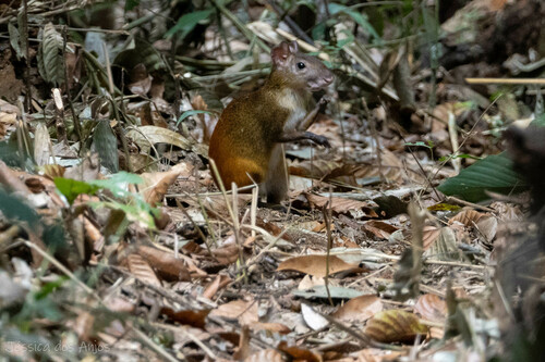 Orange Agouti (Dasyprocta croconota) — Data Deficient Mammalia