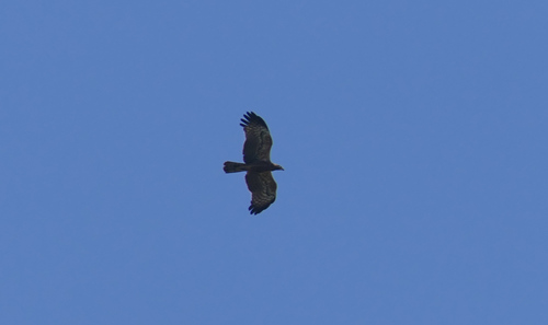 African Harrier-Hawk