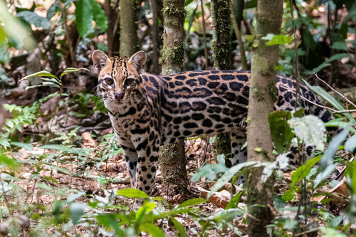 Ocelot