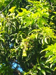 Mangifera indica image