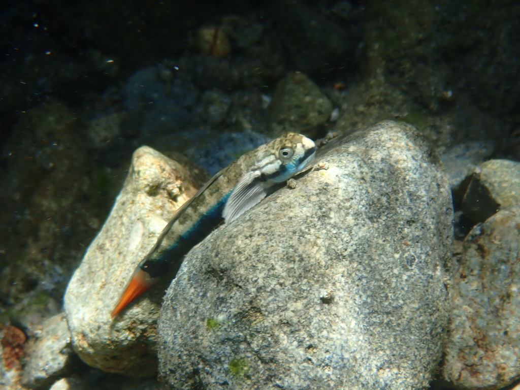 Blue Streamgoby in September 2023 by 張凱 · iNaturalist