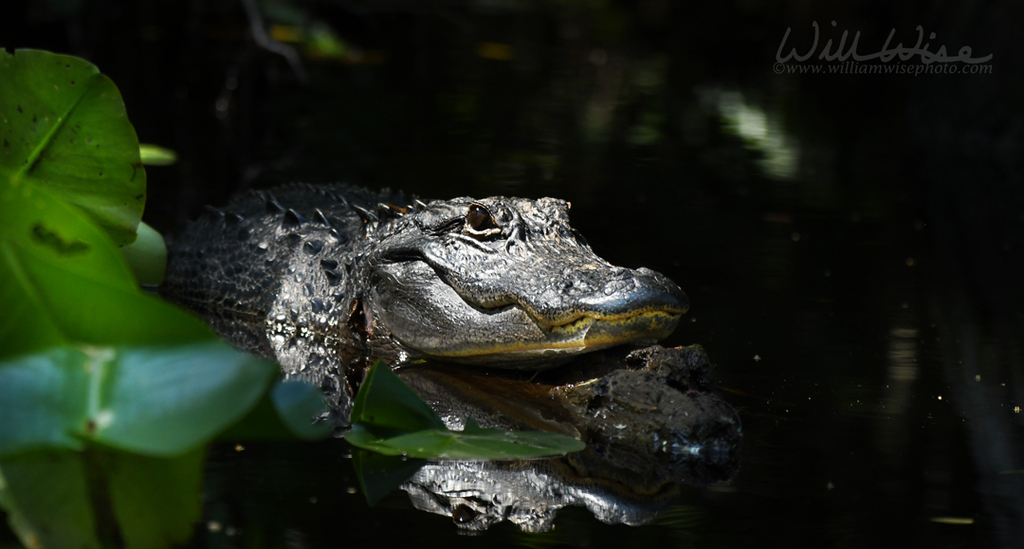 American Alligator