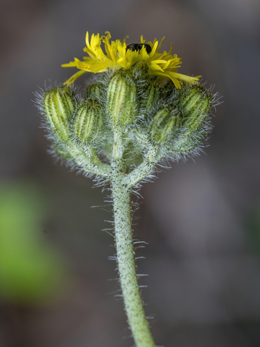 Pilosella onegensis Norrl.