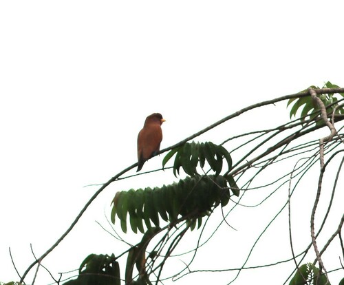 Broad-billed Roller