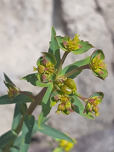 Euphorbia creberrima