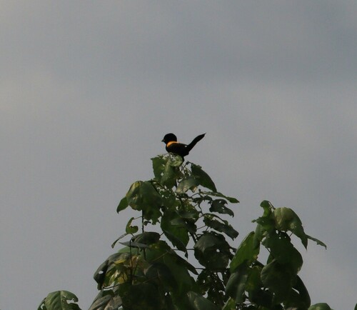 Yellow-mantled Widowbird