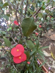 Euphorbia geroldii image