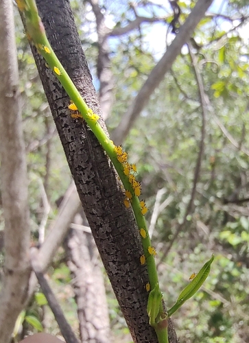 Oleander Aphid