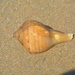 Indian Chank Shell - Photo (c) Samuel Prakash, all rights reserved, uploaded by Samuel Prakash