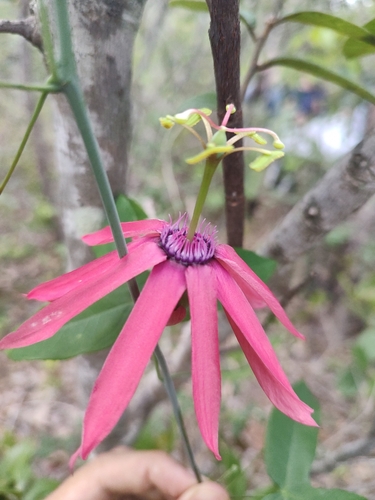Passiflora trintae