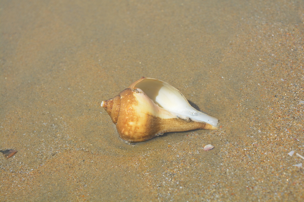 Indian chank shell (Turbinella pyrum) · iNaturalist