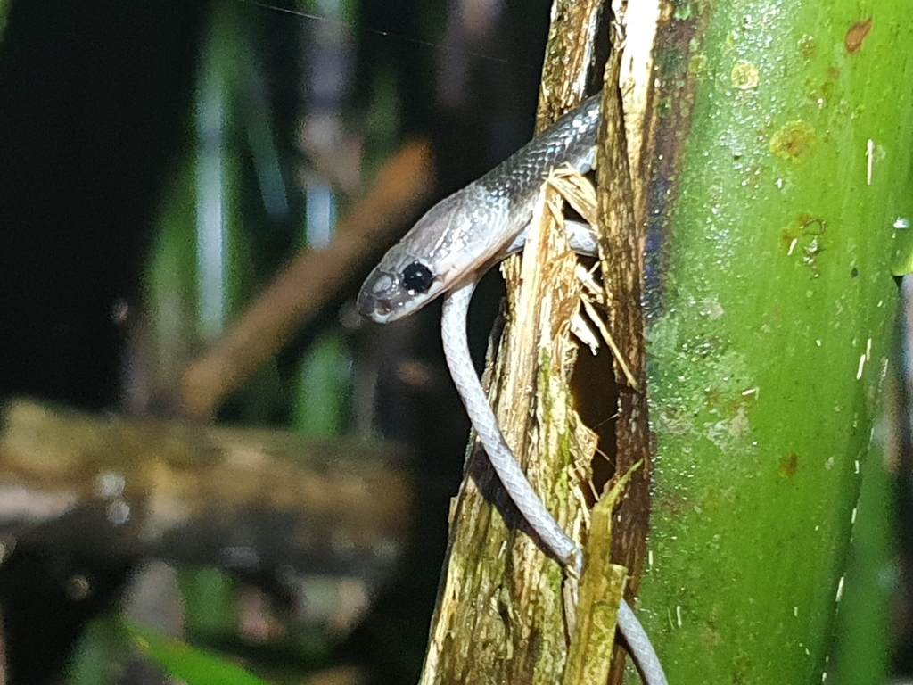 Dark Wolf Snake from Batu Gane, Selangit, Musi Rawas Regency, South ...