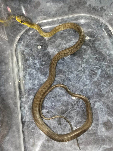 Common Tree Snake sighting