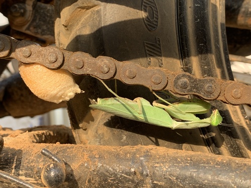 African Lined Mantis