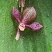 Pleurothallis tobarii - Photo (c) Ramiro Mendoza, all rights reserved, uploaded by Ramiro Mendoza