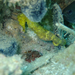 Observation photo