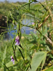 Thalia geniculata image