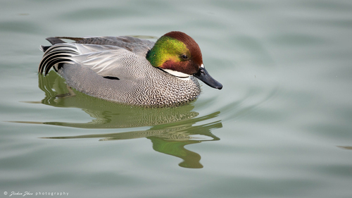 Falcated Duck