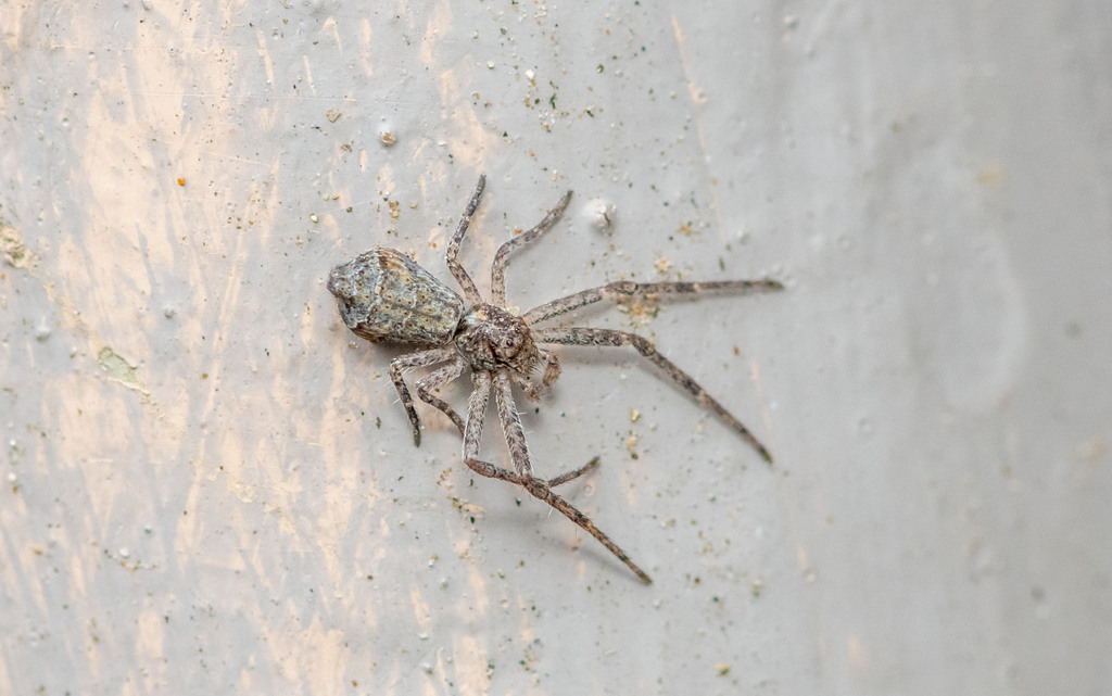 Octopus Spiders from Los Angeles County, CA, USA on February 7, 2024 at ...