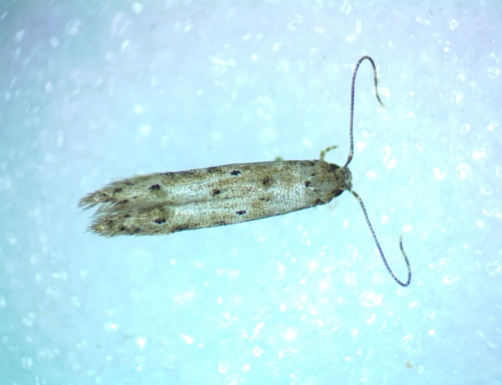 Microcolona limodes from 30 Homewood Place, Chatswood, Auckland 0626 ...