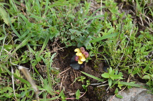 Disperis crassicaulis