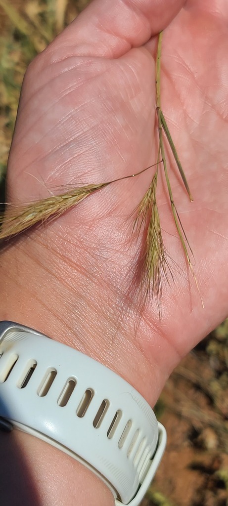 Cat S Tail Three Awned Grass From Bojanala Platinum District