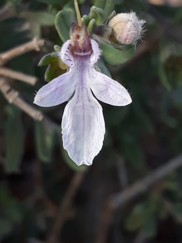 Shortleaf Germander