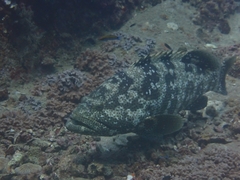 Brown Marbled Grouper