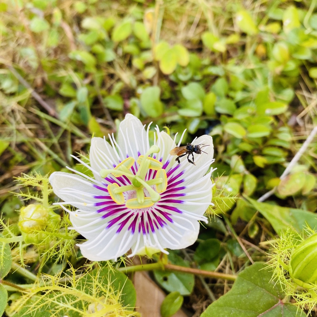 Passiflora vesicaria from Transversal 50, Cartagena, Bolívar, CO on ...