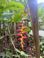 Heliconia pogonantha image