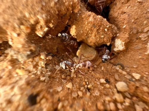 Saharan Silver Ant