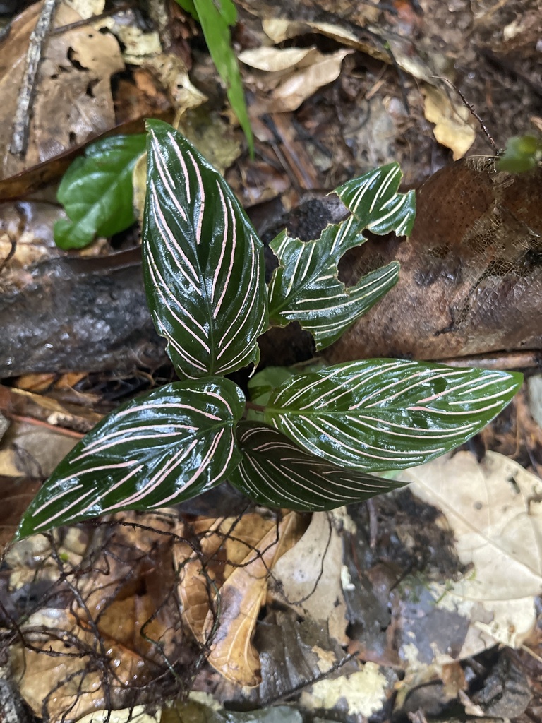 Calathea sanderiana
