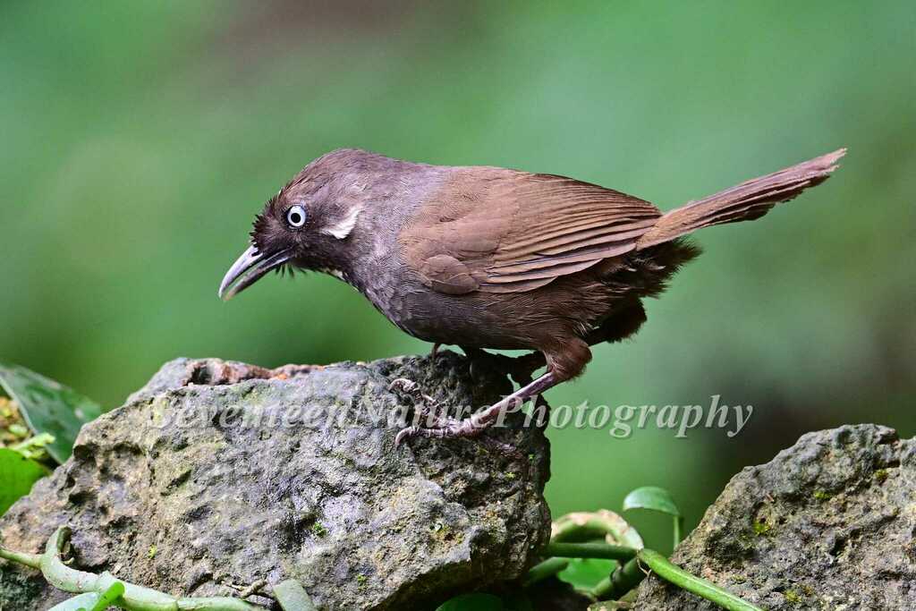 Nonggang Babbler (Stachyris nonggangensis) photo