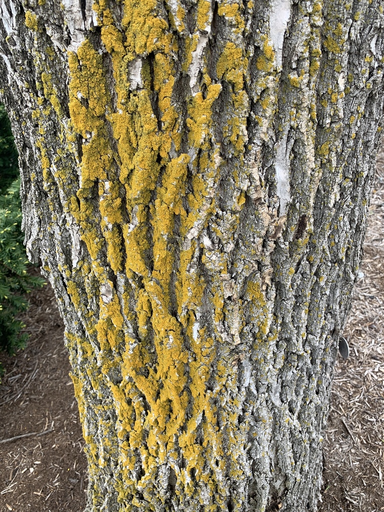 Common lichens from indiana state university terre haute in us on