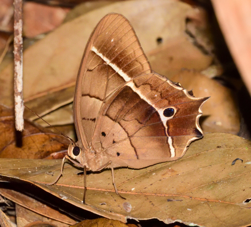 Antirrhea philaretes Felder, 1862