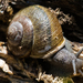 Deluz Shoulderband Snail - Photo (c) BJ Stacey, all rights reserved