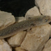 Salamandra de Barton Springs - Photo (c) Nathan Bendik, todos los derechos reservados, subido por Nathan Bendik