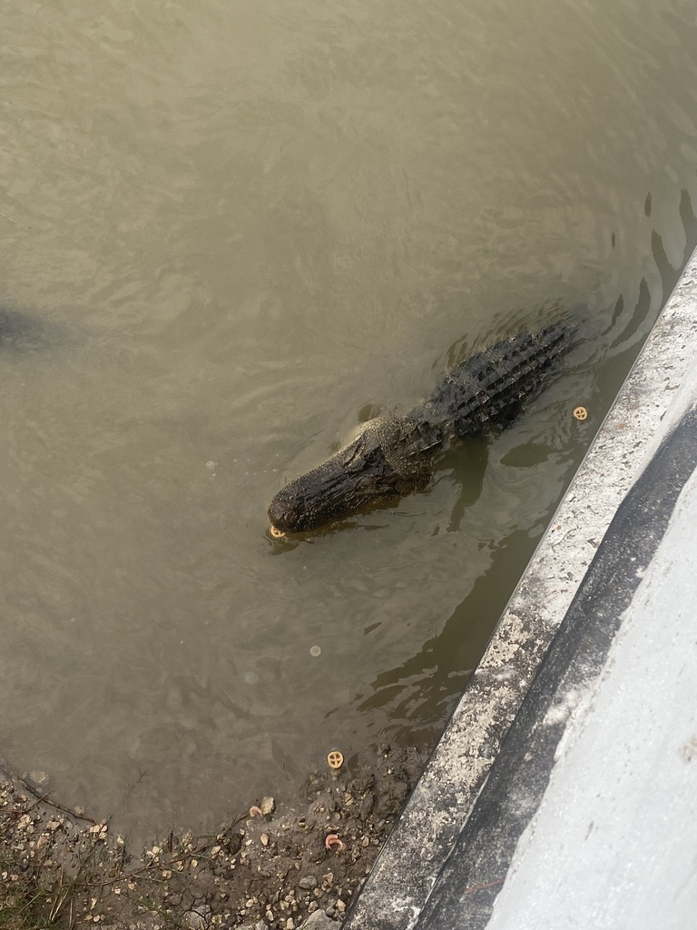 American Alligator from Up River Rd, Corpus Christi, TX, US on January