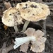 Pseudosperma sororium - Photo (c) Liz Weinstein // A.K.A. mushroomphotography, todos los derechos reservados, subido por Liz Weinstein // A.K.A. mushroomphotography