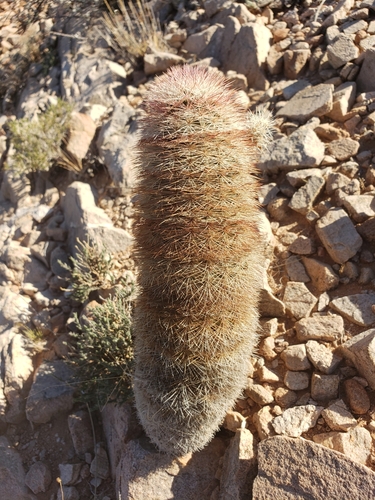 New Mexico Rainbow Cactus