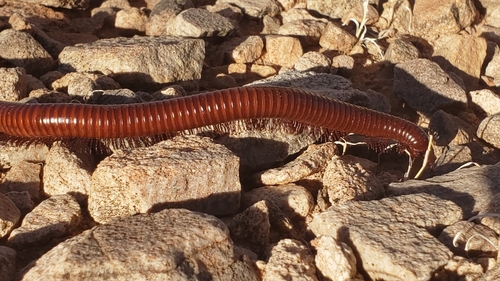 Desert Millipede