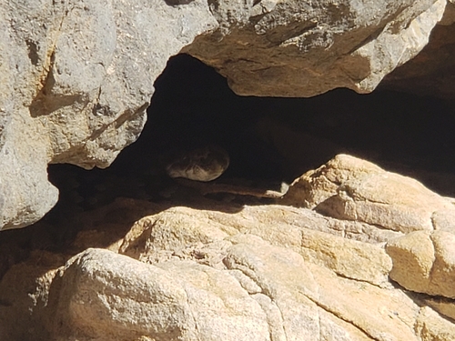 Eastern Black-tailed Rattlesnake
