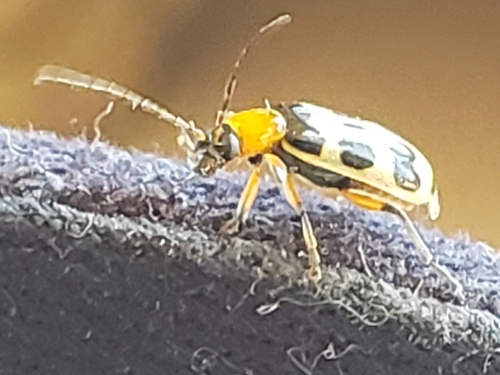 Checkered Melon Beetle