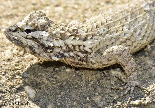 Black-nosed Lizard