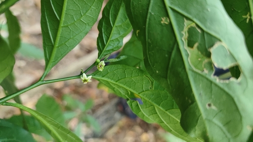 Solanum pertenue