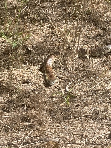 Tiger Snake sighting